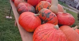 Venderé calabazas y calabacines de cosecha propia. Varias formas