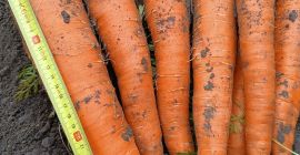 Venderé zanahorias comestibles a granel de la variedad Muleta