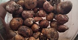 Vendo trufas de 450 g.