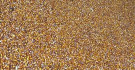 Maíz recién cosechado, seco