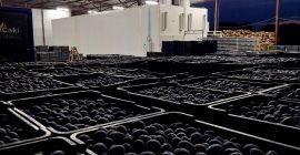 Vendo 70 toneladas de ciruelas pasas. Las ciruelas se