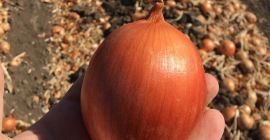 Vendo una bonita cebolla, variedad Kampero F1. Ventas en