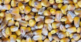 62-010 Węglewo Se vende maíz seco. Precio 900 PLN