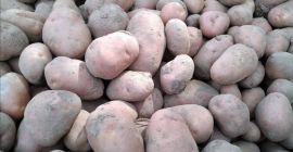 Vendo patatas comestibles de las variedades Vineta y Bellarosa,