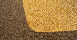 Disponible maíz Pioneer 80-100T p85687 directamente del campo
