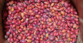 Compramos escaramujos secos y congelados al por mayor. Bolsa