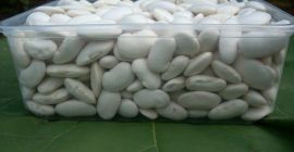 Judías blancas Jaś, producidas según métodos ecológicos, 90-120 unidades/kg,