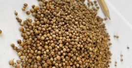 Semillas enteras de cilantro Origen: Bulgaria Pureza: min. 99,00%