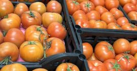 Vendemos tomates de Egipto de la más alta calidad,
