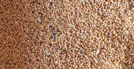 Se venden aproximadamente 15 T de mijo. Limpio, seco