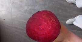 Remolacha roja 9 cm más grueso calibre carga completa