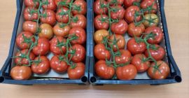 Tomates / tomates frescos Exportación de Uzbekistán a Europa