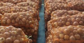 Cebolla amarilla 50+ bolsa 10kg/20kg almacén en Barcelona/España y