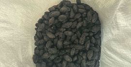 Vendo ciruelas pasas Stanley en grandes cantidades, alrededor de