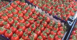 Vendemos frutas y verduras frescas importadas de Turquía de