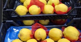 Vendemos frutas y verduras frescas importadas de Turquía de