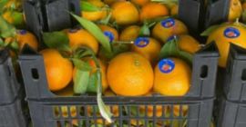 Naranjas Navel Naranjas Valencia Mandarinas Mandarinas Todos los calibres