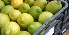 Productor de limones Finos ecológicos con certificado, se venden