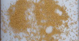 Semillas de mostaza blanca. pureza 99,95%. Origen Kazajstán. Condiciones