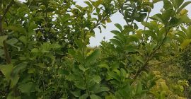 Sprzedaję cytryny przez cały rok