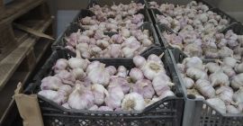 Venta de ajo, importado de Uzbekistán. Clase I, sabor