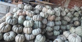 Calabazas cultivadas localmente. Están bien tratados y listos para