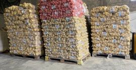 Disponemos de 125 toneladas de patatas amarillas alemanas en