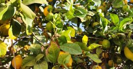 Limón fino de la Huerta de Murcia, cultivo tradicional.