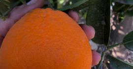 Odmiany pomarańczowe Lane late, Navelate, Navelina, Newhall, Washington Navel,