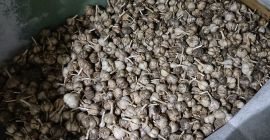 Ajo polaco cultivado en su propio jardín, sin fertilizantes