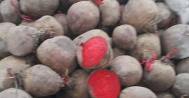 Ofrecemos remolachas para fines de procesamiento. Bolsas GRANDES de