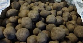 Ofrecemos remolacha para fines de procesamiento. Variedad Monty (alto