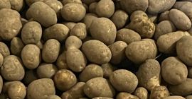 Venderé patatas. perder. cantidades de camiones, calibre 40+