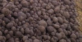 Venderé remolacha roja 2 PLN/kg Zanahorias 2 PLN/kg Número