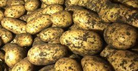 Patata de granja fresca de calidad para venta al