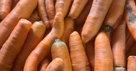 Venta de zanahorias comerciales y gruesas, zanahorias lavadas envasadas