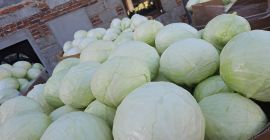 Hola, tengo col blanca y lombarda de 1 a