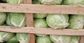 NUEVA TEMPORADA DE COL NUEVA, PRODUCCIÓN DIRECTA DEL CAMPO