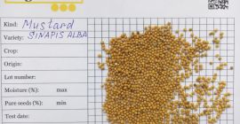 Nuestra empresa Ingran ofrece semillas de mostaza marrón (Brassica