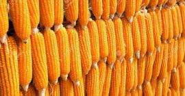 Vender maíz en grano orgánico de la cosecha más
