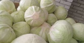 Venderé repollo blanco de calidad de mercado. Calibre 1,5-4kg.