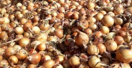 Tengo alrededor de 13 toneladas de cebollas amarillas para