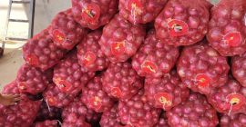 NUEVA CEBOLLA JOVEN / NUEVAS CEBOLLAS COMIENZAN EN UZBEKISTÁN