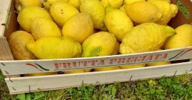 Limones orgánicos de Campania