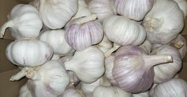Compraré cualquier tipo de ajo español: violeta primavera, violeta