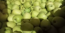 Vendo manzanas de las variedades Ajdared, Golden y Modi.