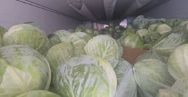 Hola, tengo col blanca y lombarda de 1-3,5 tamaños.