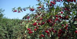 Venta de cereza Oblacinska, cosecha 2024. La época de