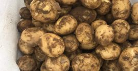 I am selling new potatoes of the riviera variety,