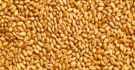 Продавам фуражна пшеница от производител. Крайната цена зависи от